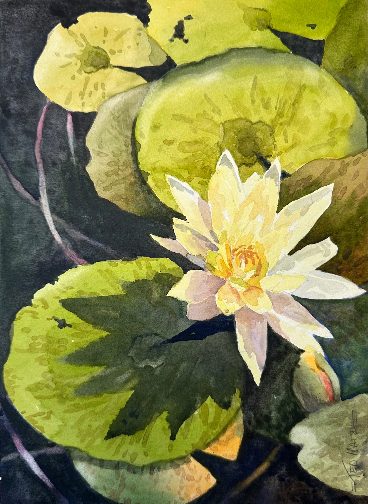 Watercolor painting of a yellow water lily with green leaves on a dark background